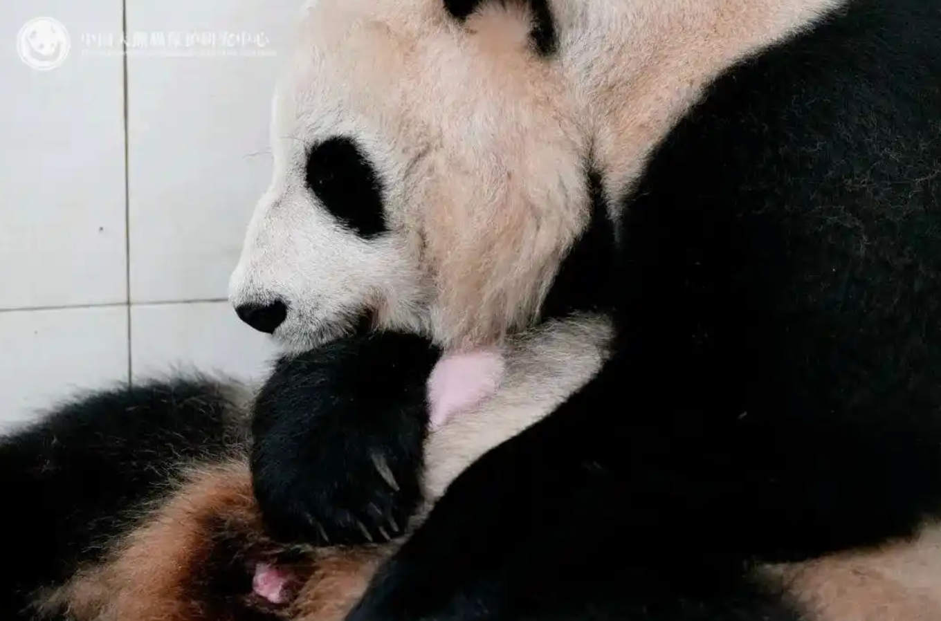 成全免费高清在线观看第5季预告
