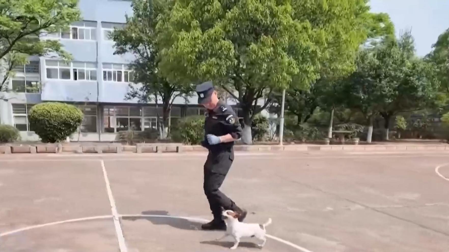 国际原子能机构：扎波罗热核电站主输电线路开始维修
